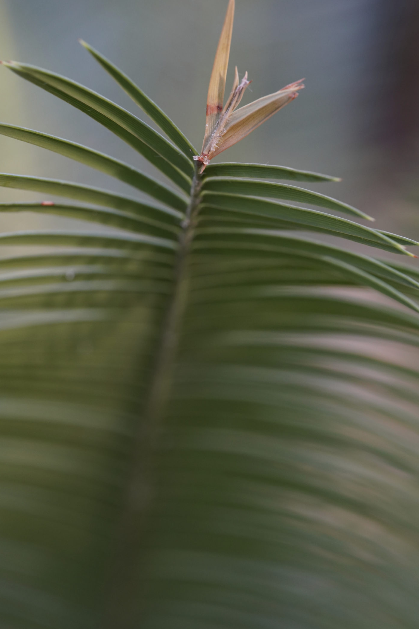 VOIGTLANDER 110MM F2.5 Macro