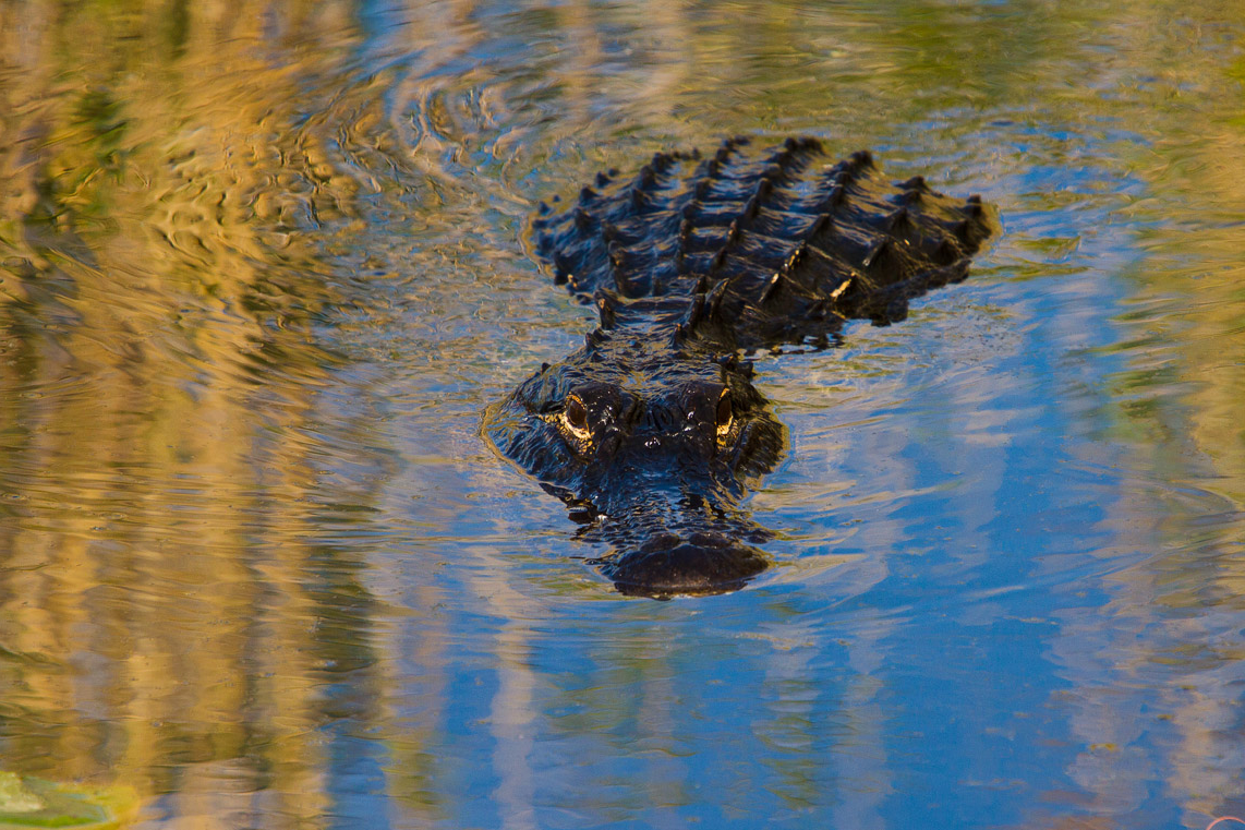 Creative Wildlife Photography Composition Tips for Beginners