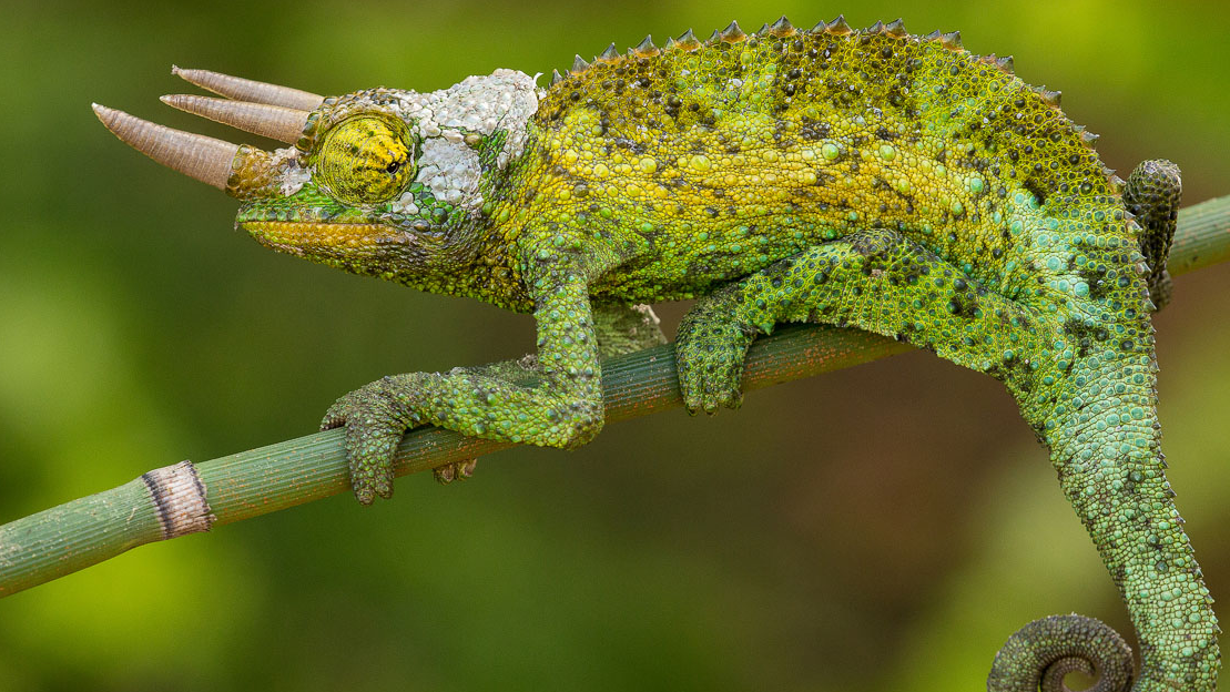 How to Choose Correct Depth of Field in Nature Photography