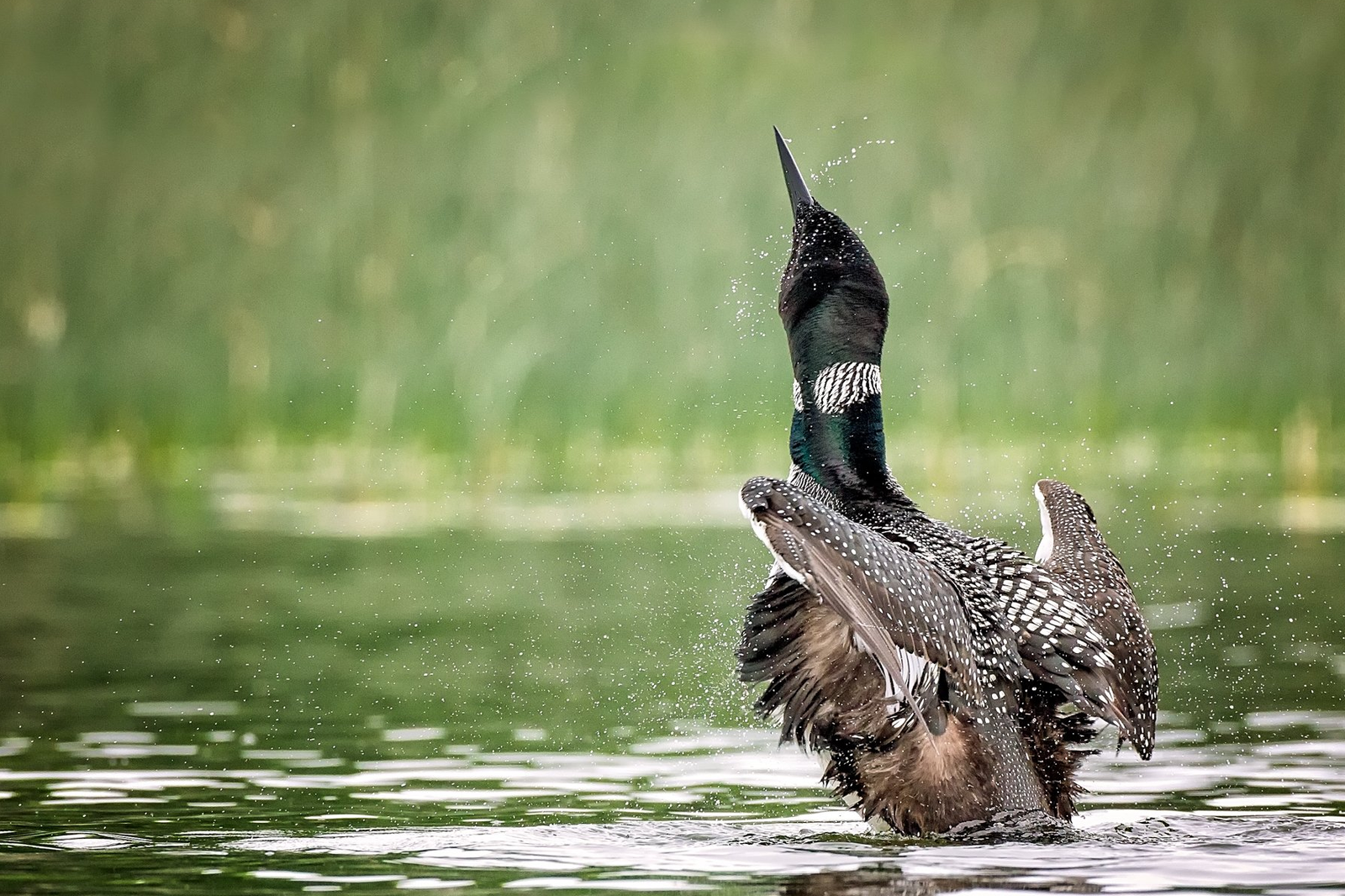 How to select Shutter Speed & Aperture for Nature Photography